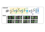 Relational Deep Feature Learning for Heterogeneous Face Recognition